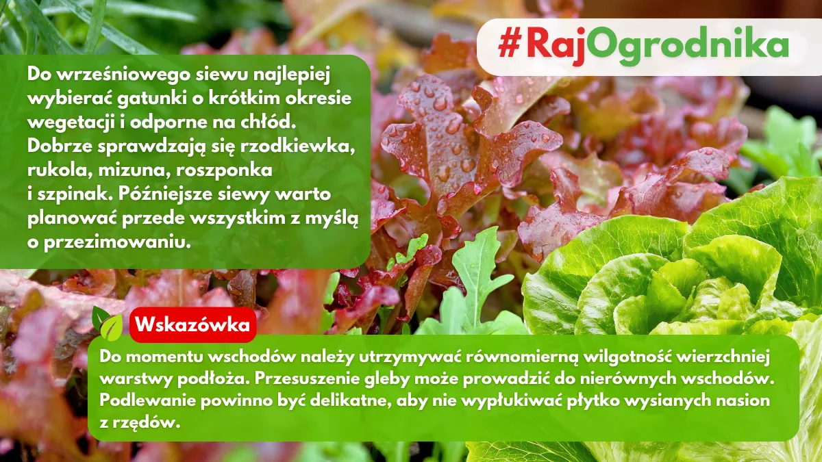 Ogród warzywny jakie warzywa siać we wrześniu w ogrodzie blog sklep rajogrodnika